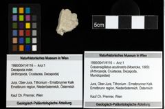 Foto (Objekt + Etiketten) von Cracensigillatus acutirostris (Moericke, 1889) 